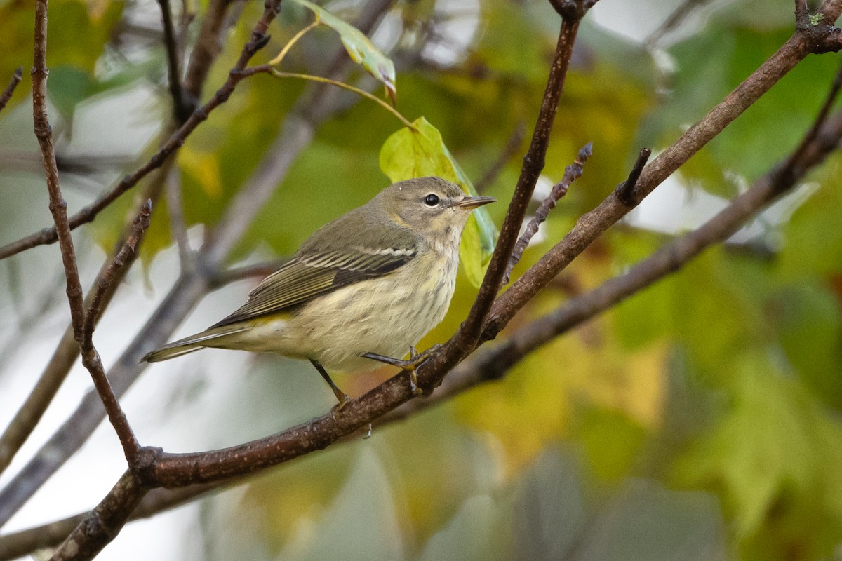 Cape May Warbler - ML374434141