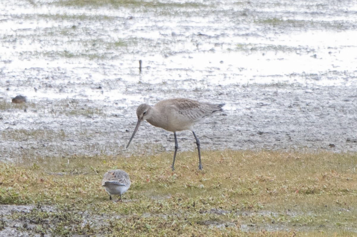 Hudsonian Godwit - Kalpesh Krishna