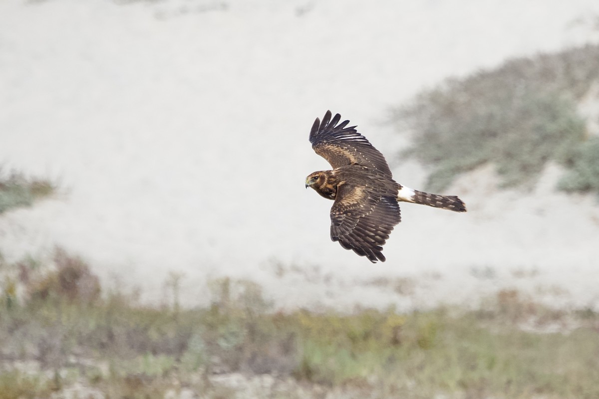 Northern Harrier - ML374436711