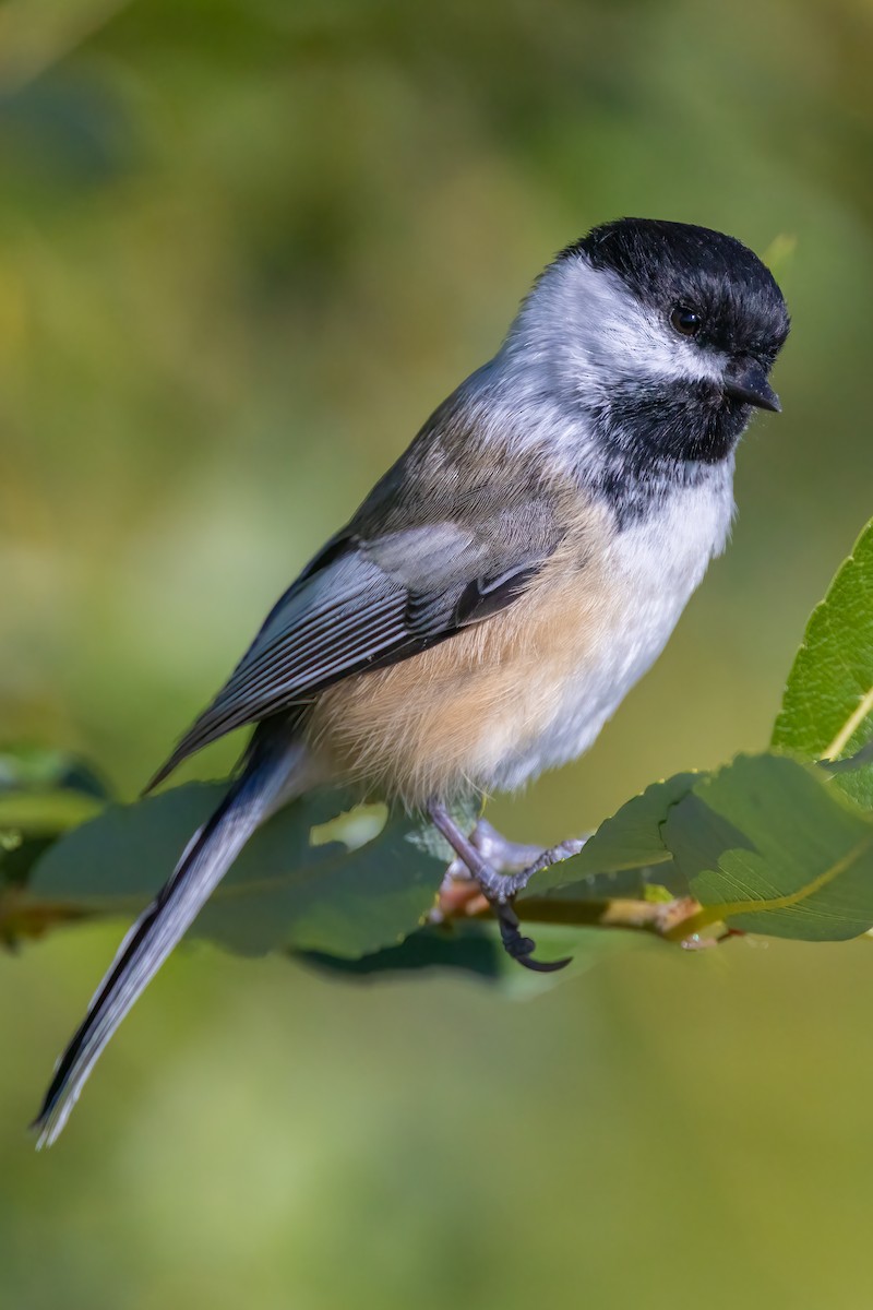 Black-capped Chickadee - Colin Beattie