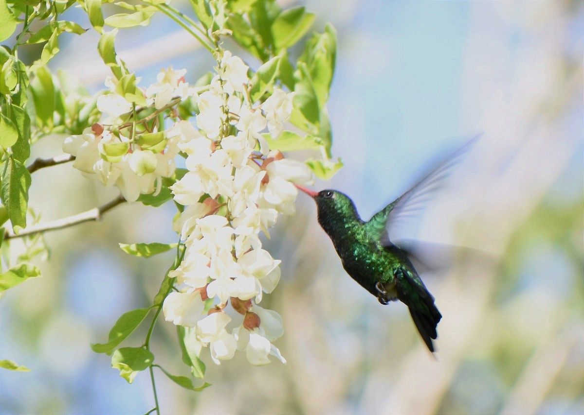 Glittering-bellied Emerald - ML374439881