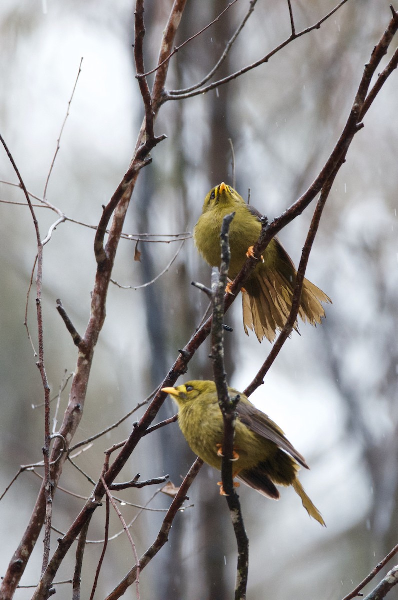 Bell Miner - ML374440801