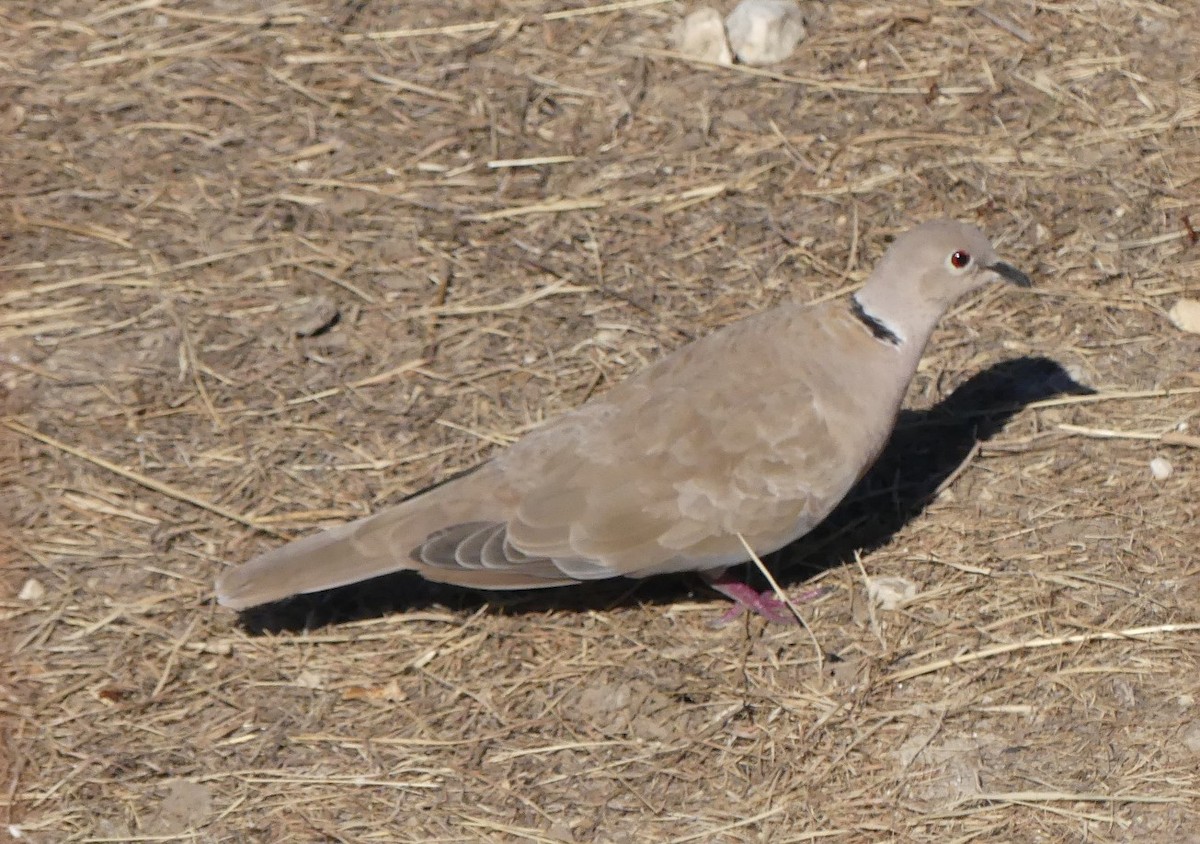 תור צווארון - ML374440831