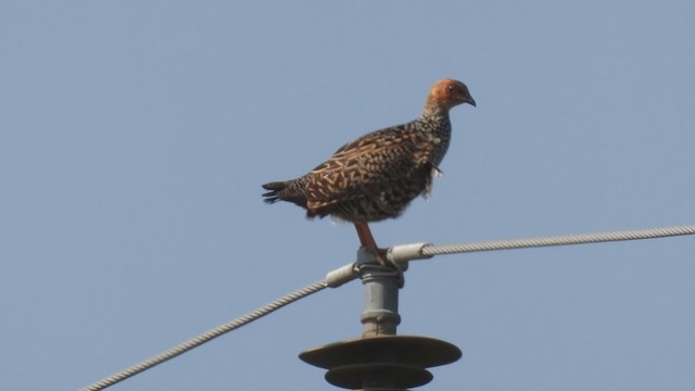 Painted Francolin - ML374440901