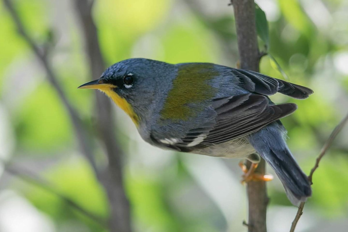 Northern Parula - Cynthia King