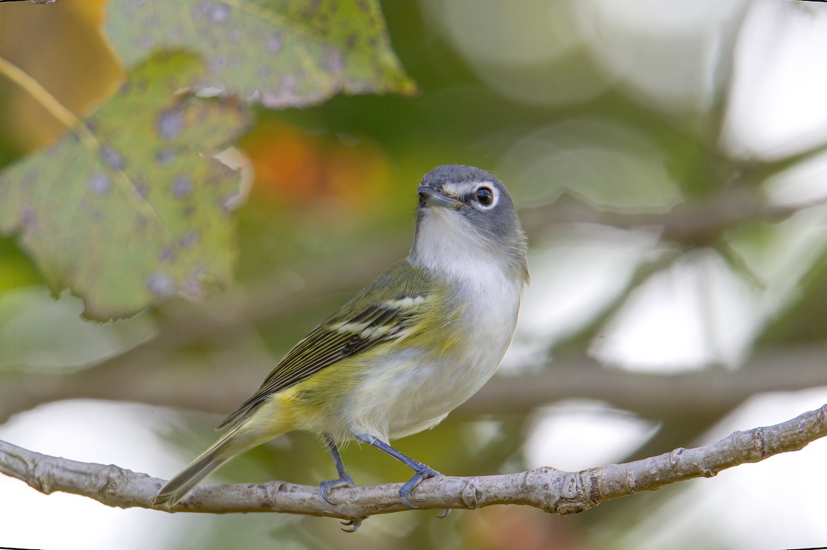 Blue-headed Vireo - ML374442491