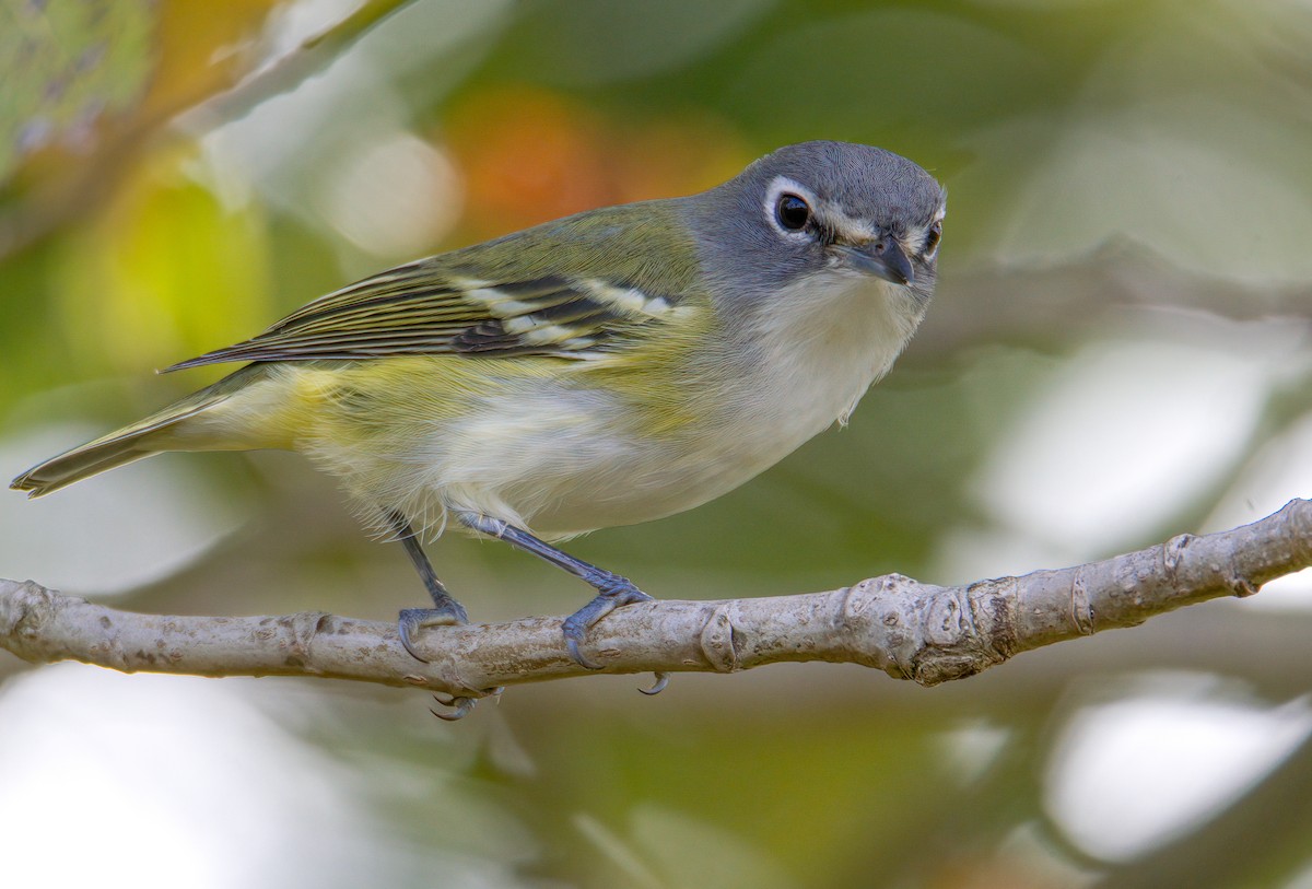 Blue-headed Vireo - Matt Mason