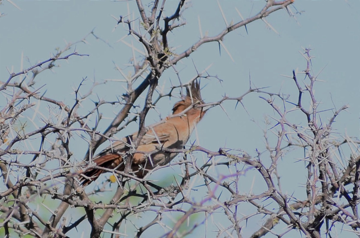 Brown Cacholote - Juan Bardier