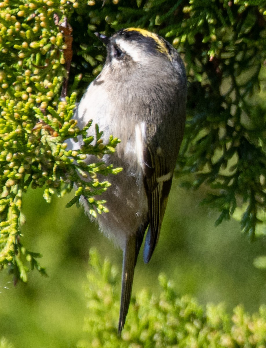 Golden-crowned Kinglet - ML374443851