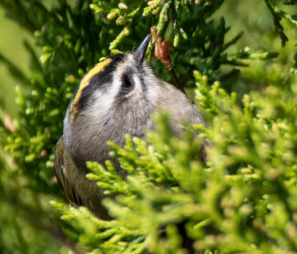 Golden-crowned Kinglet - ML374443861