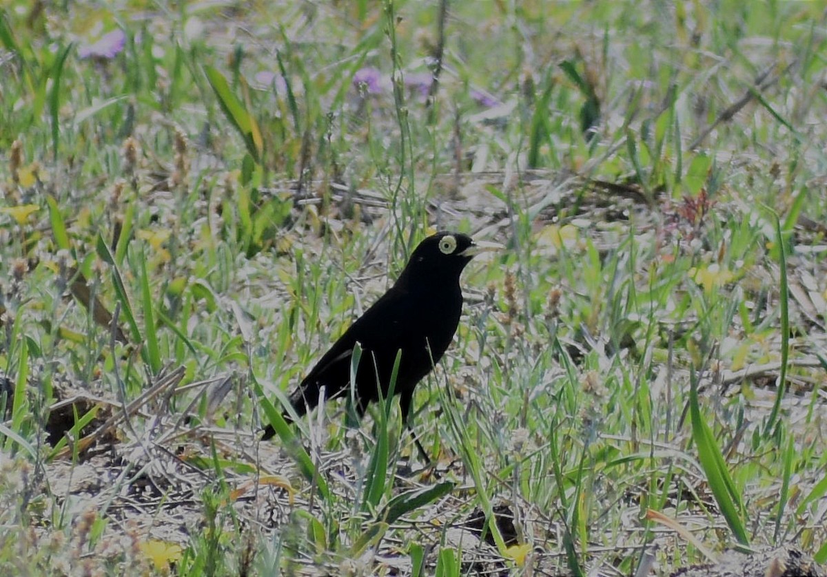 Spectacled Tyrant - ML374444571