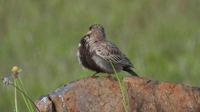 Ashy-crowned Sparrow-Lark - ML374444911