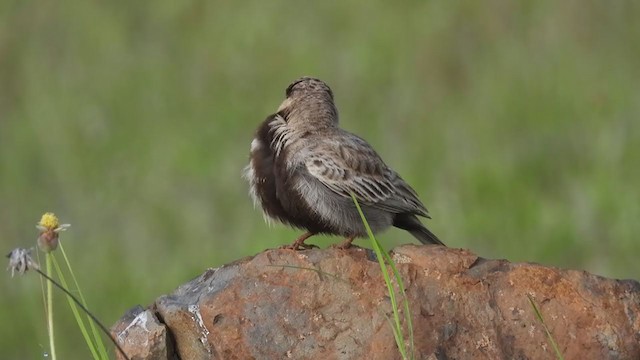 Terrera Coronigrís - ML374444911