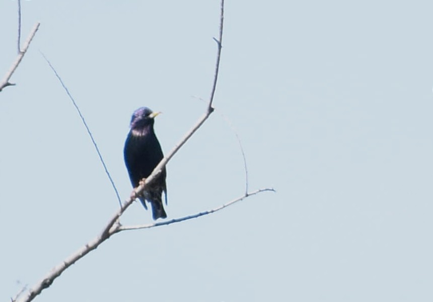 European Starling - ML374444931