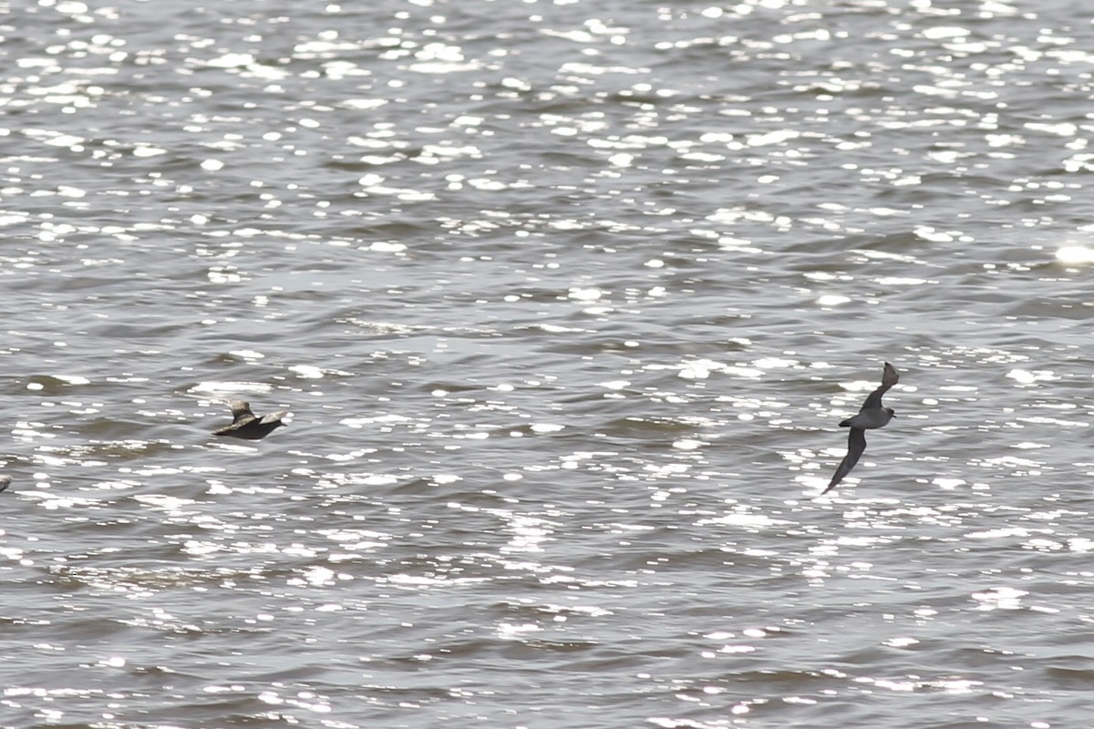 American Golden-Plover - ML374445061