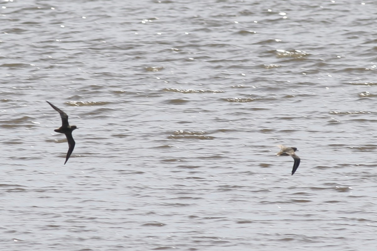 American Golden-Plover - ML374445171