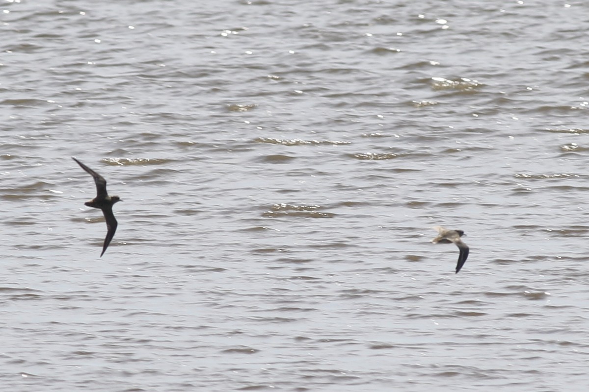 American Golden-Plover - ML374445171