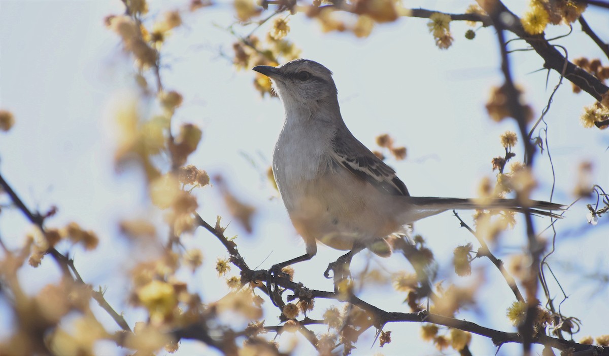 White-banded Mockingbird - ML374445351