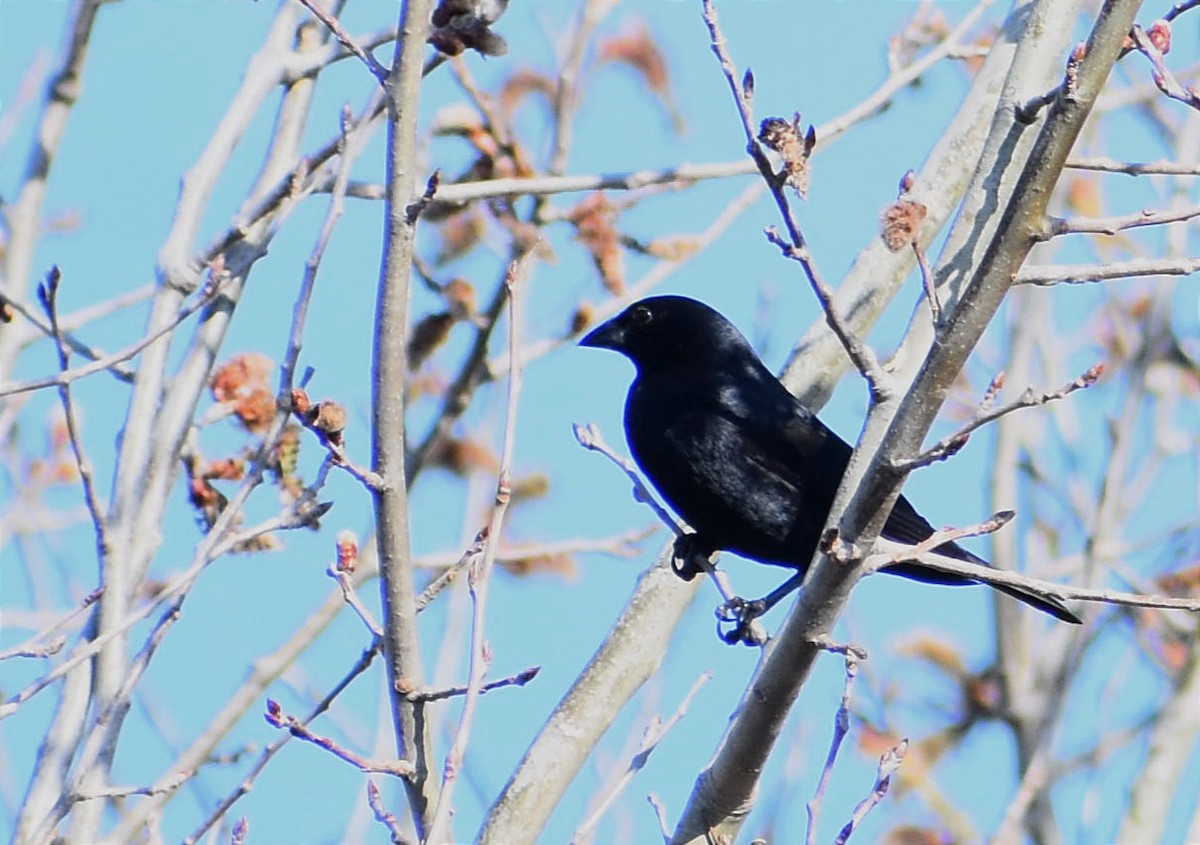 テリバネコウウチョウ - ML374445721