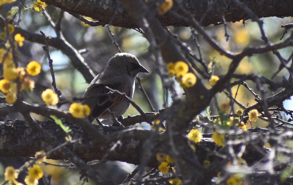 クリバネコウウチョウ - ML374445941