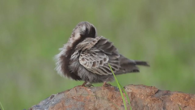 Ashy-crowned Sparrow-Lark - ML374446031