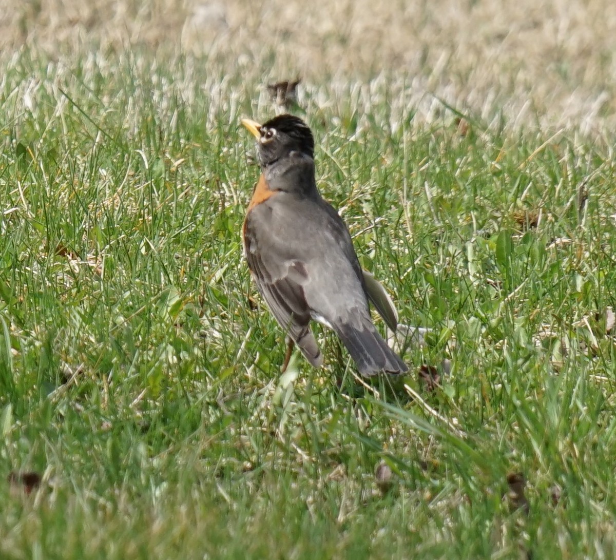 American Robin - ML374448961