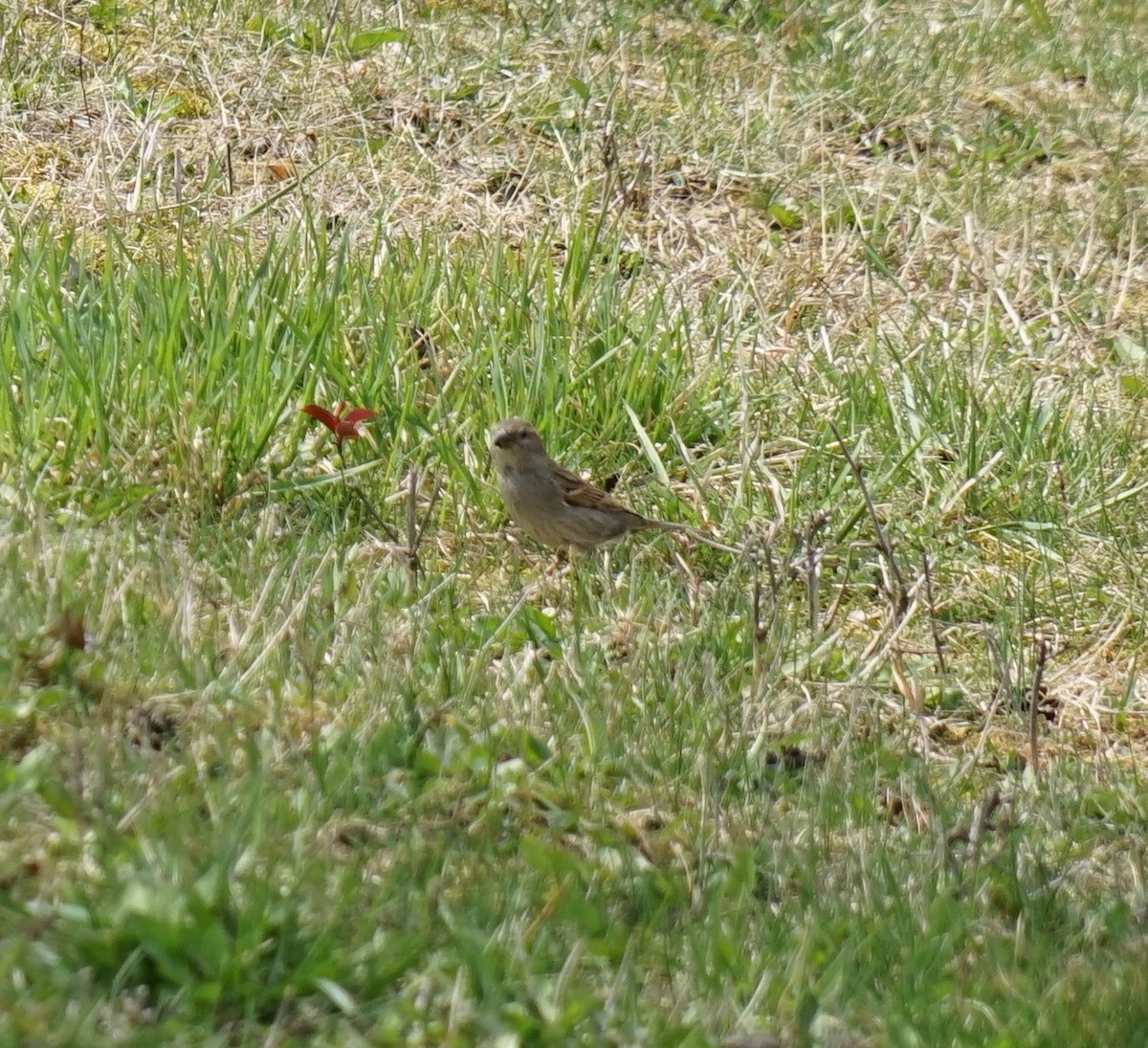 Moineau domestique - ML374449101