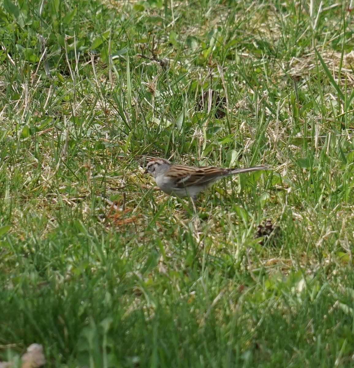 Chipping Sparrow - Bruce Davis