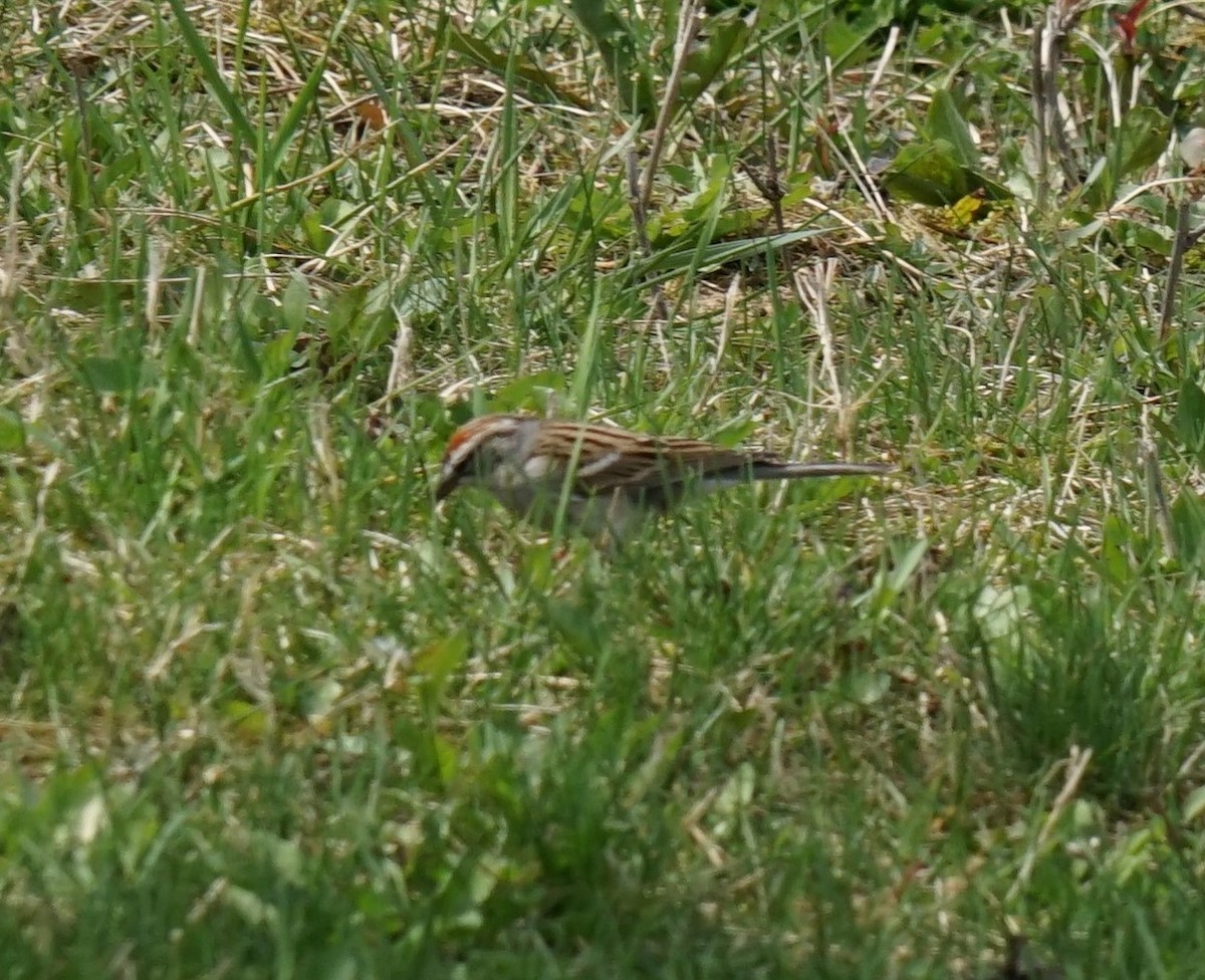 Chipping Sparrow - ML374449301