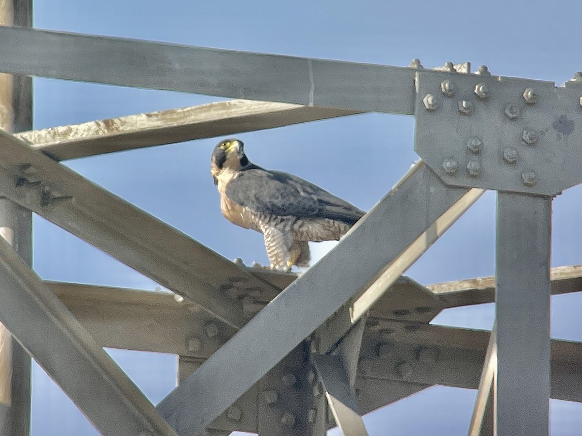 Peregrine Falcon - ML374450871