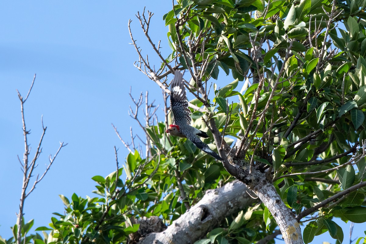 Red-bellied Woodpecker - ML374451161