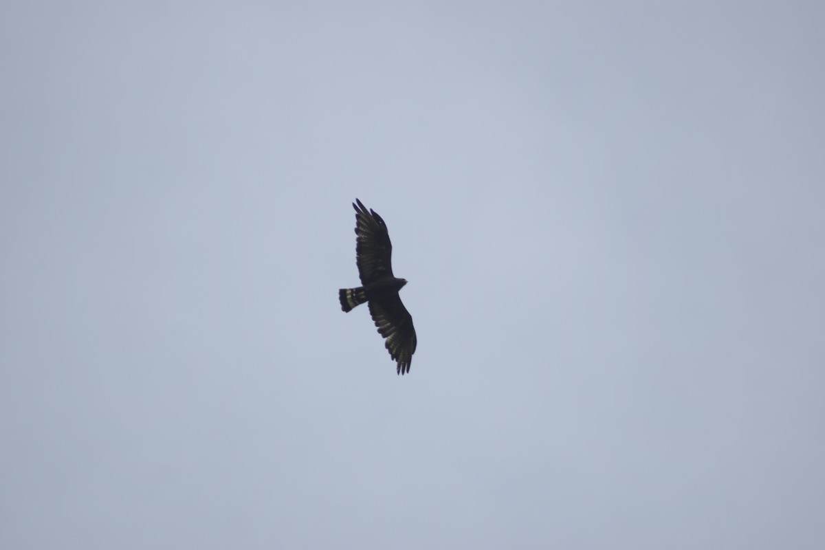 Zone-tailed Hawk - Jovani León