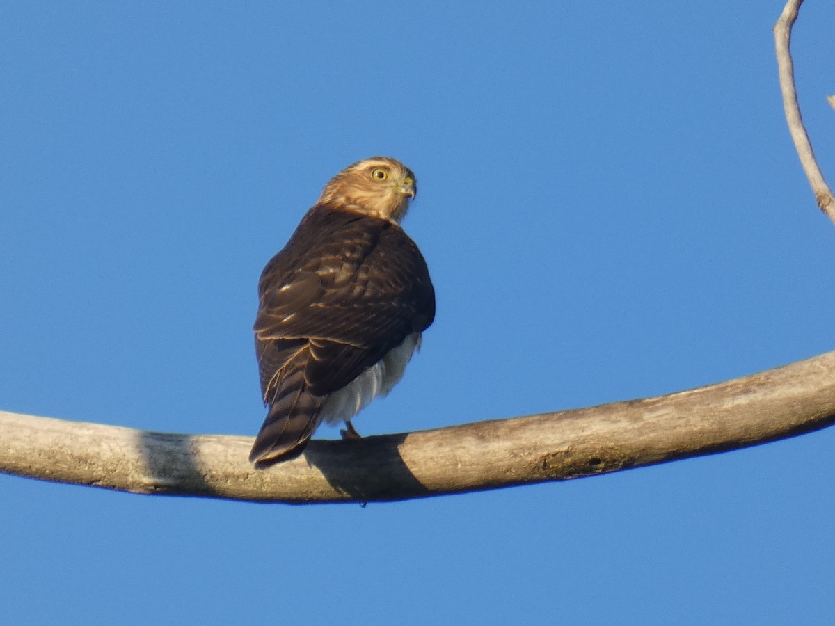 Sharp-shinned Hawk - David Riddle