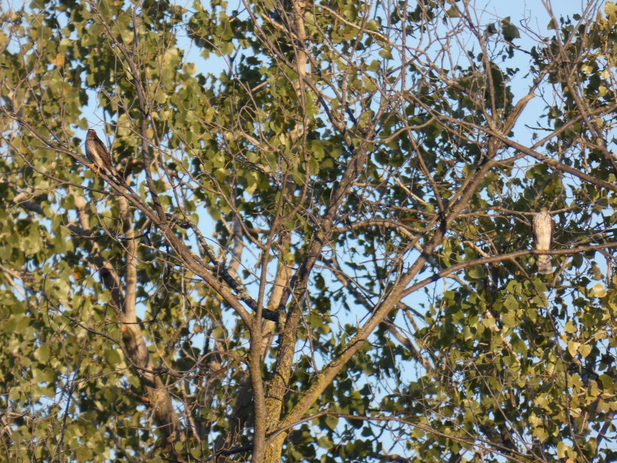 Sharp-shinned Hawk - David Riddle