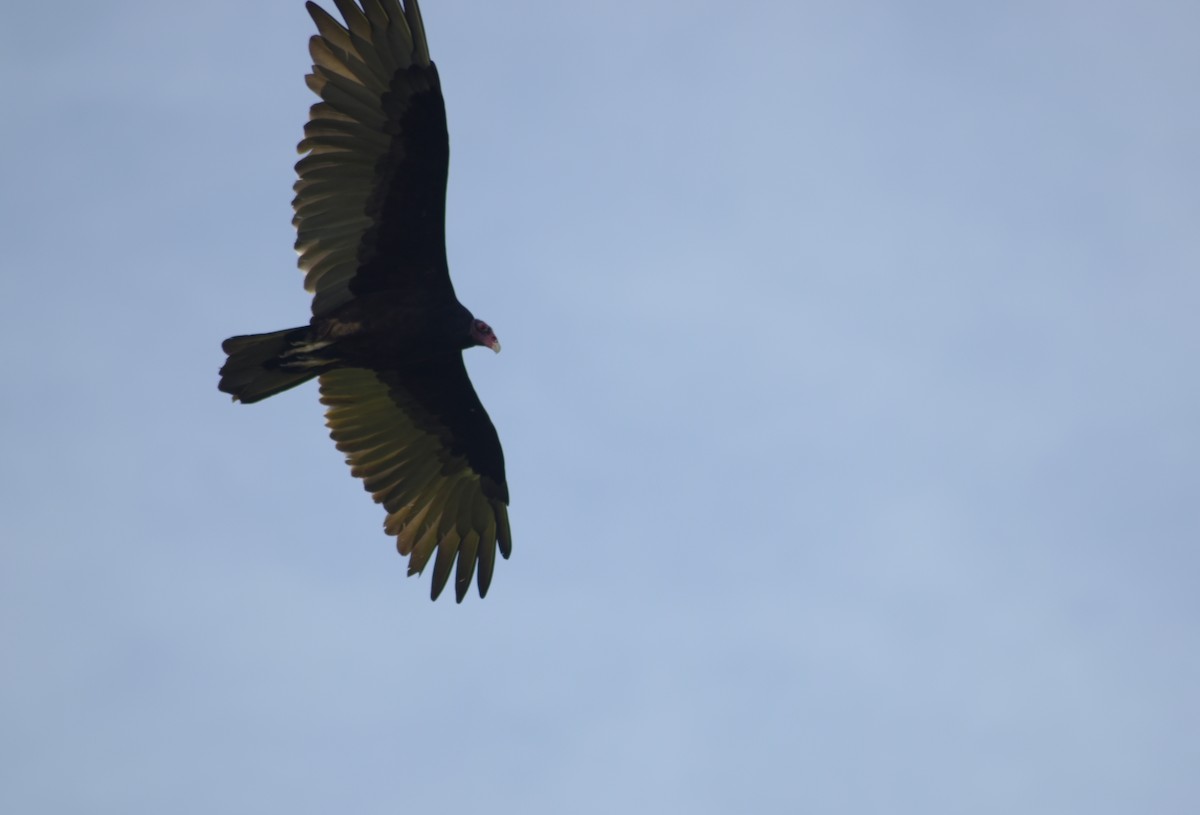 Turkey Vulture - Jovani León