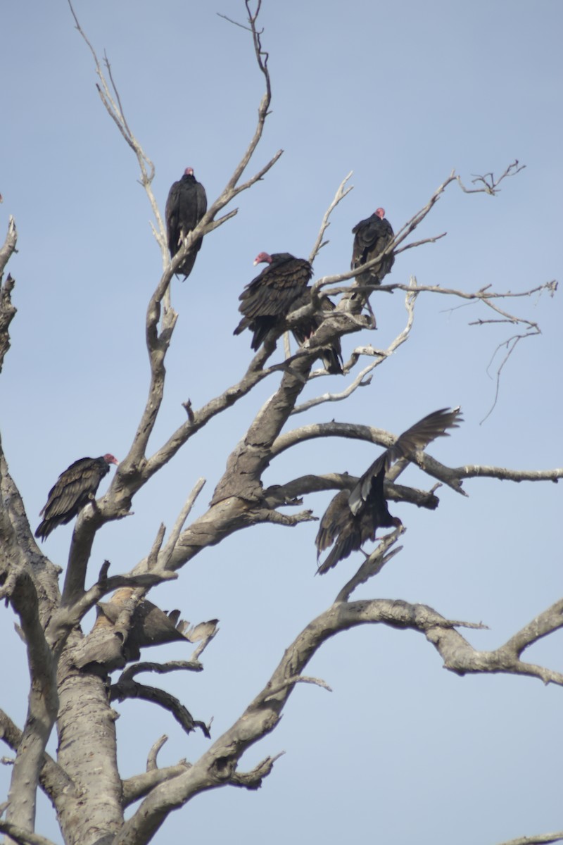 Turkey Vulture - Jovani León