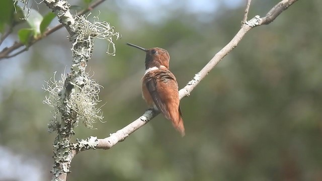 Kızıl Sırtlı Kolibri - ML374461831