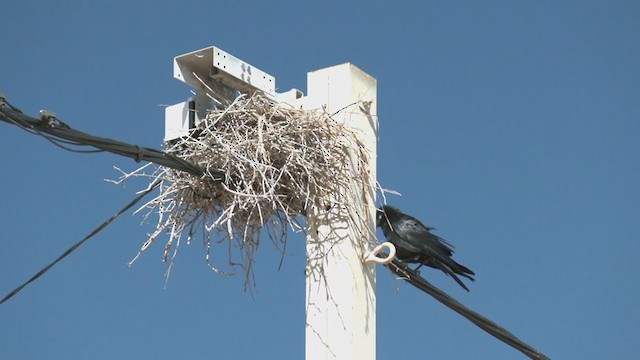 Little Crow - ML374462311