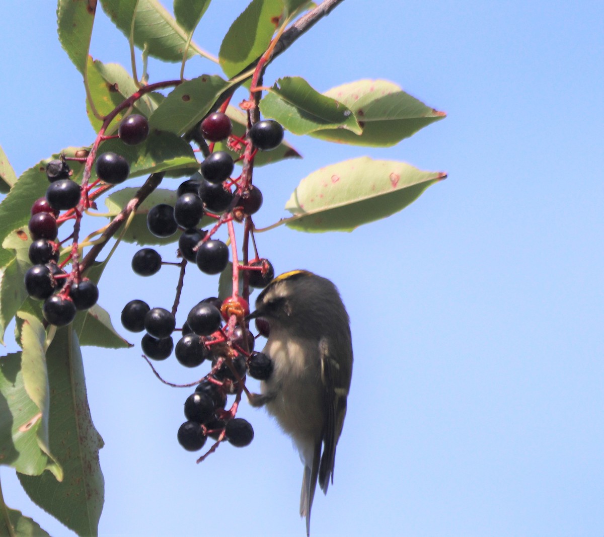 Golden-crowned Kinglet - ML374462601