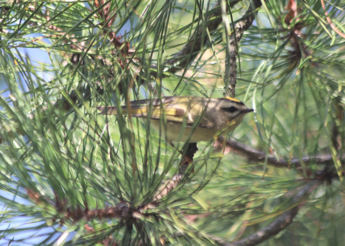 Golden-crowned Kinglet - ML374462641