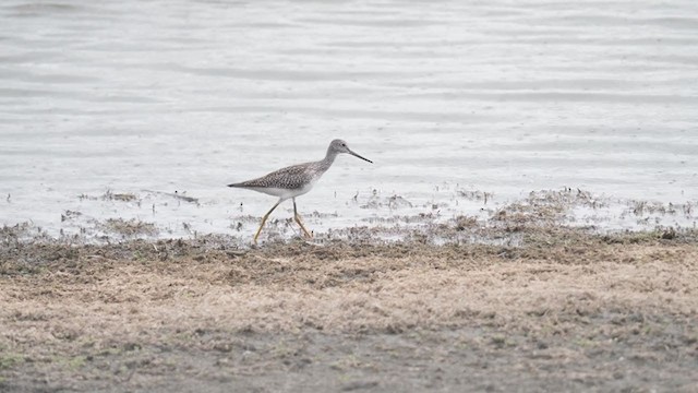 Greater Yellowlegs - ML374462861