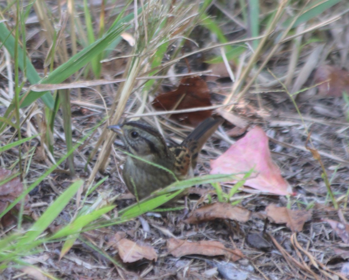 Swamp Sparrow - ML374463101