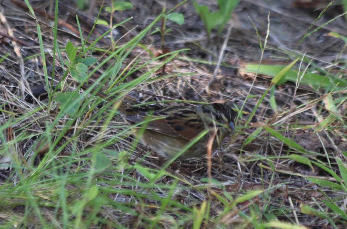 Swamp Sparrow - ML374463131