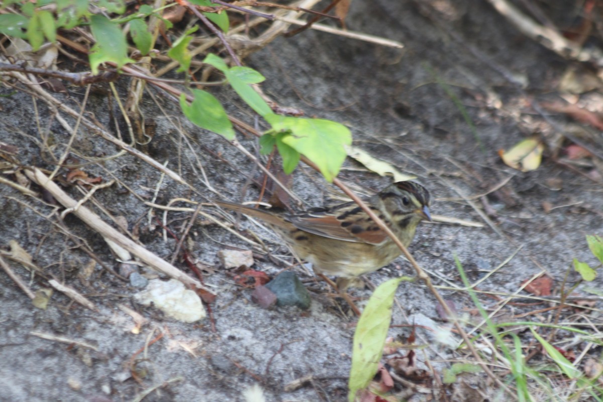 Swamp Sparrow - ML374463181