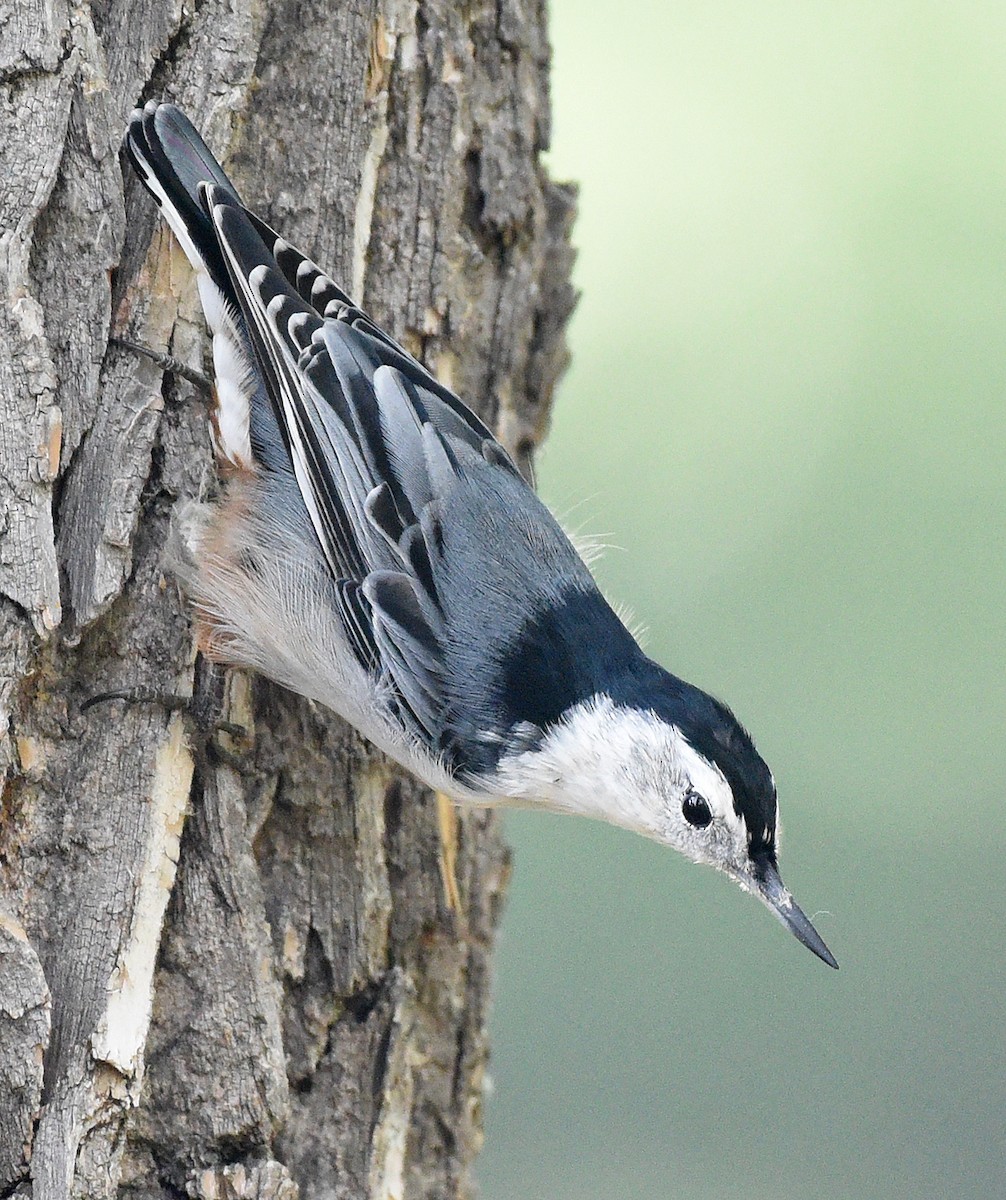 White-breasted Nuthatch - ML374465401