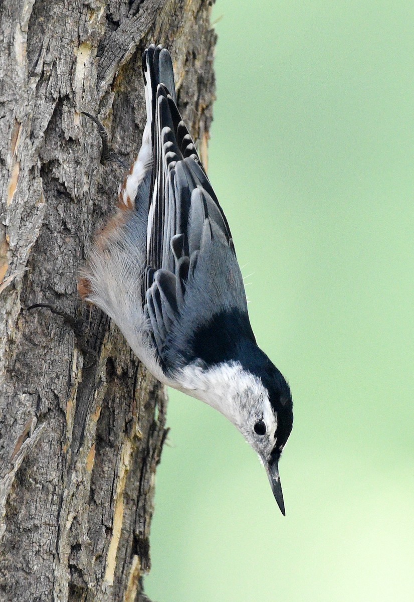 White-breasted Nuthatch - ML374465411