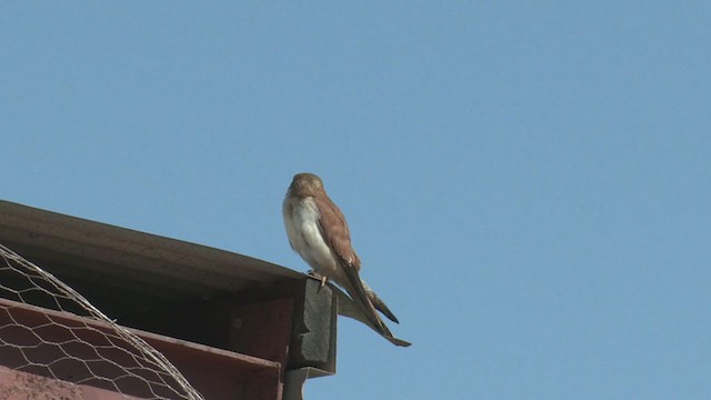 Nankeen Kestrel - ML374466001