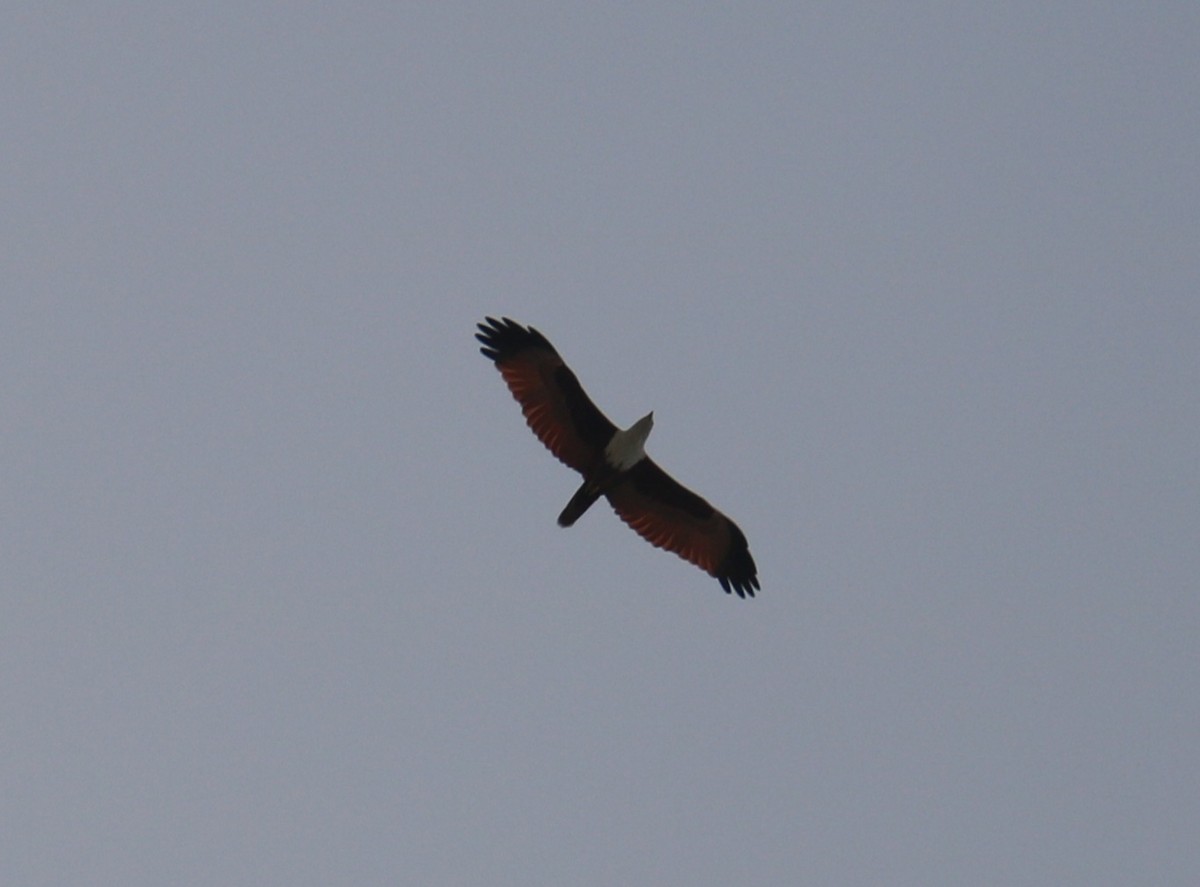 Brahminy Kite - ML374466011