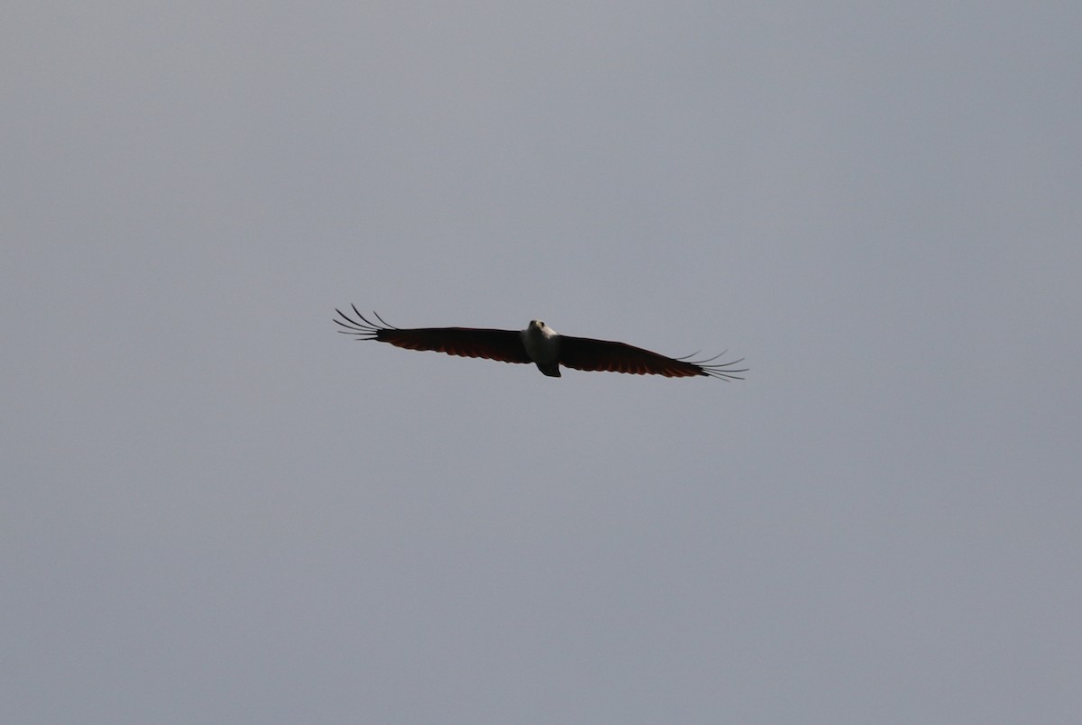 Brahminy Kite - ML374466081