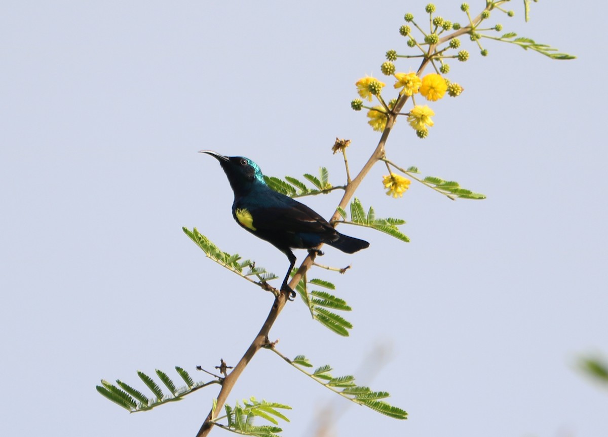 Purple Sunbird - ML374466301